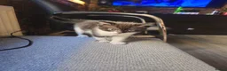 Mixed Breed cats for sale: Sweet kitties in Southampton - Advert 6