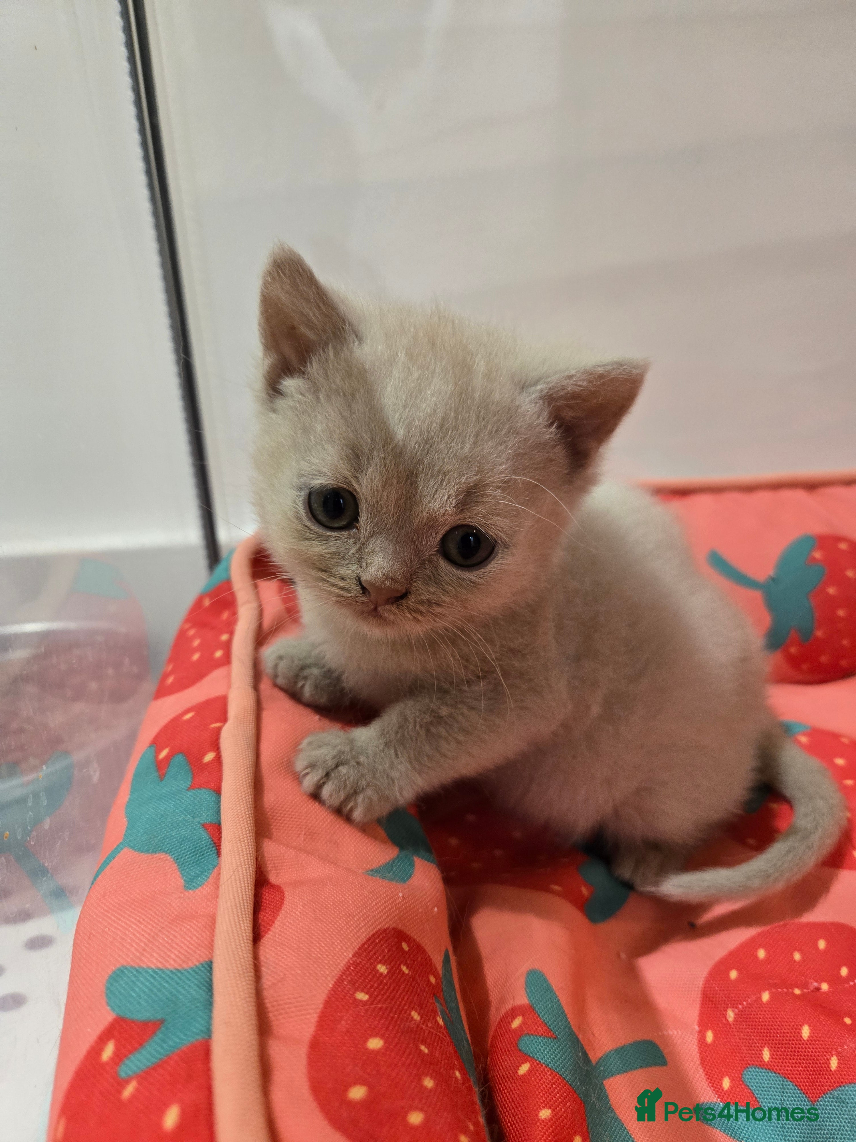 British Shorthair cats RARE Fawn British Shorthair Kitten £700 - Advert 5