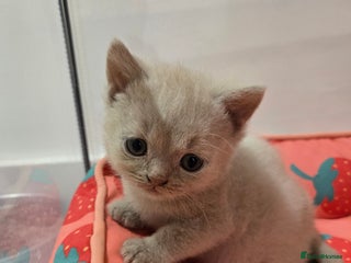 British Shorthair cats RARE Fawn British Shorthair Kitten £1000 - Advert 1