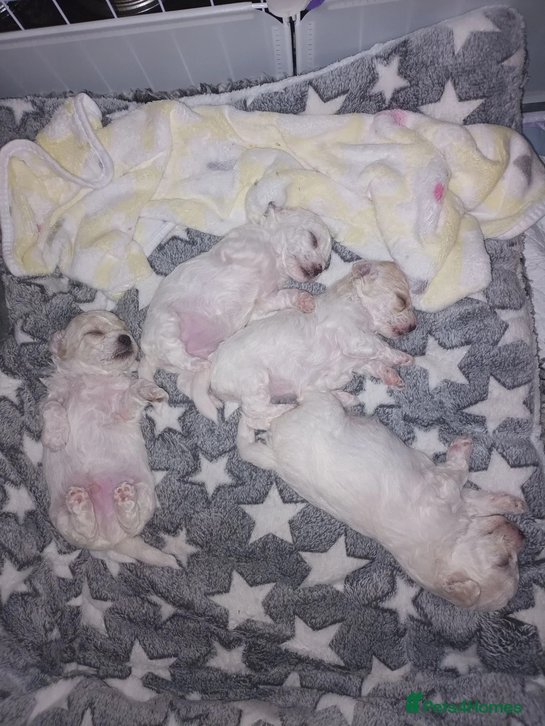Bichon Frise dogs for sale: Bichon Frise Puppies, 2 male 2 female in Darlington - Advert 11