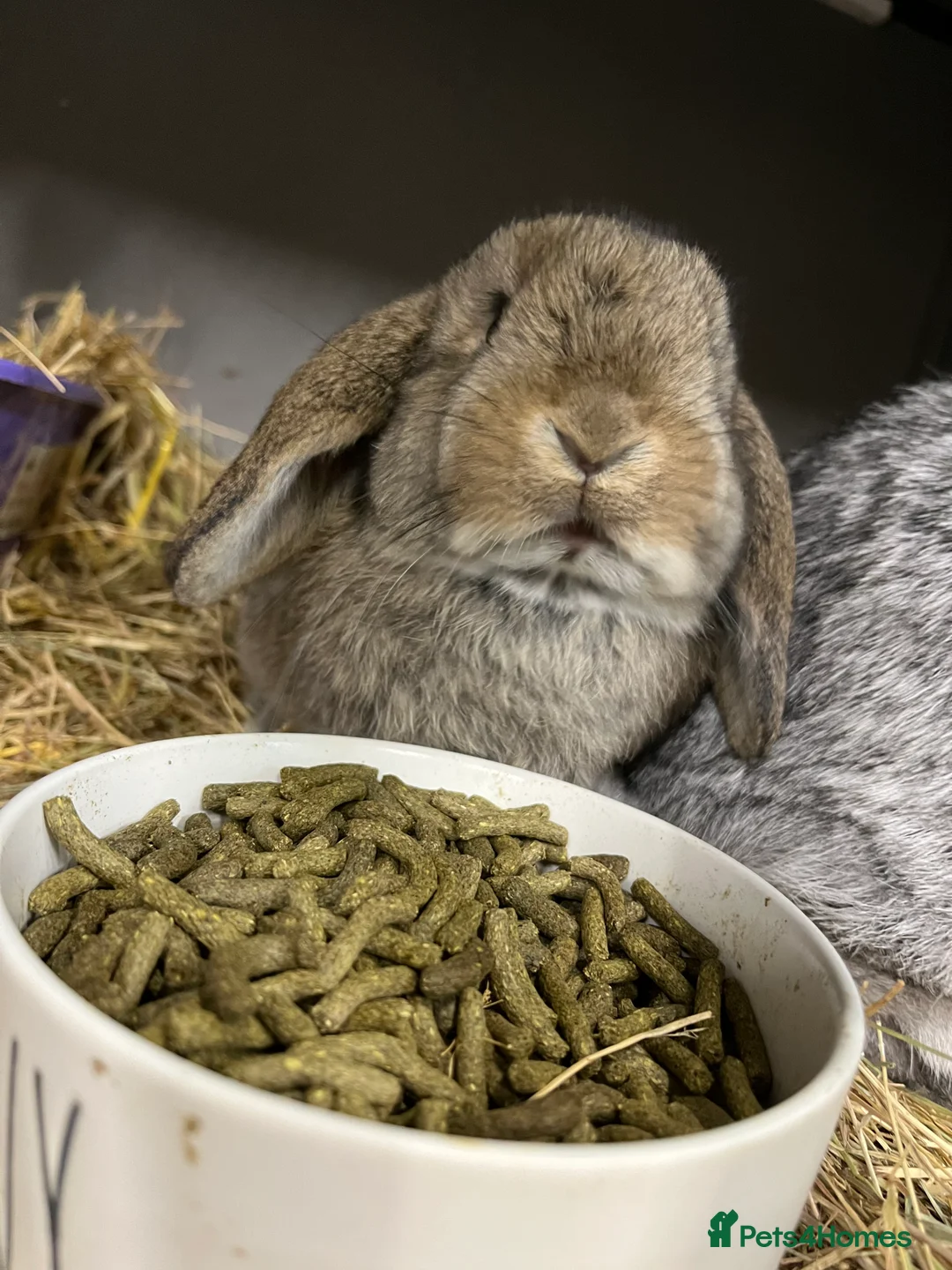 Mini Lop rabbits for sale: Mini Lop Bunnies - Advert 3