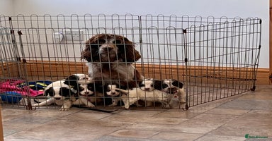 Cocker Spaniel dogs - Advert 4