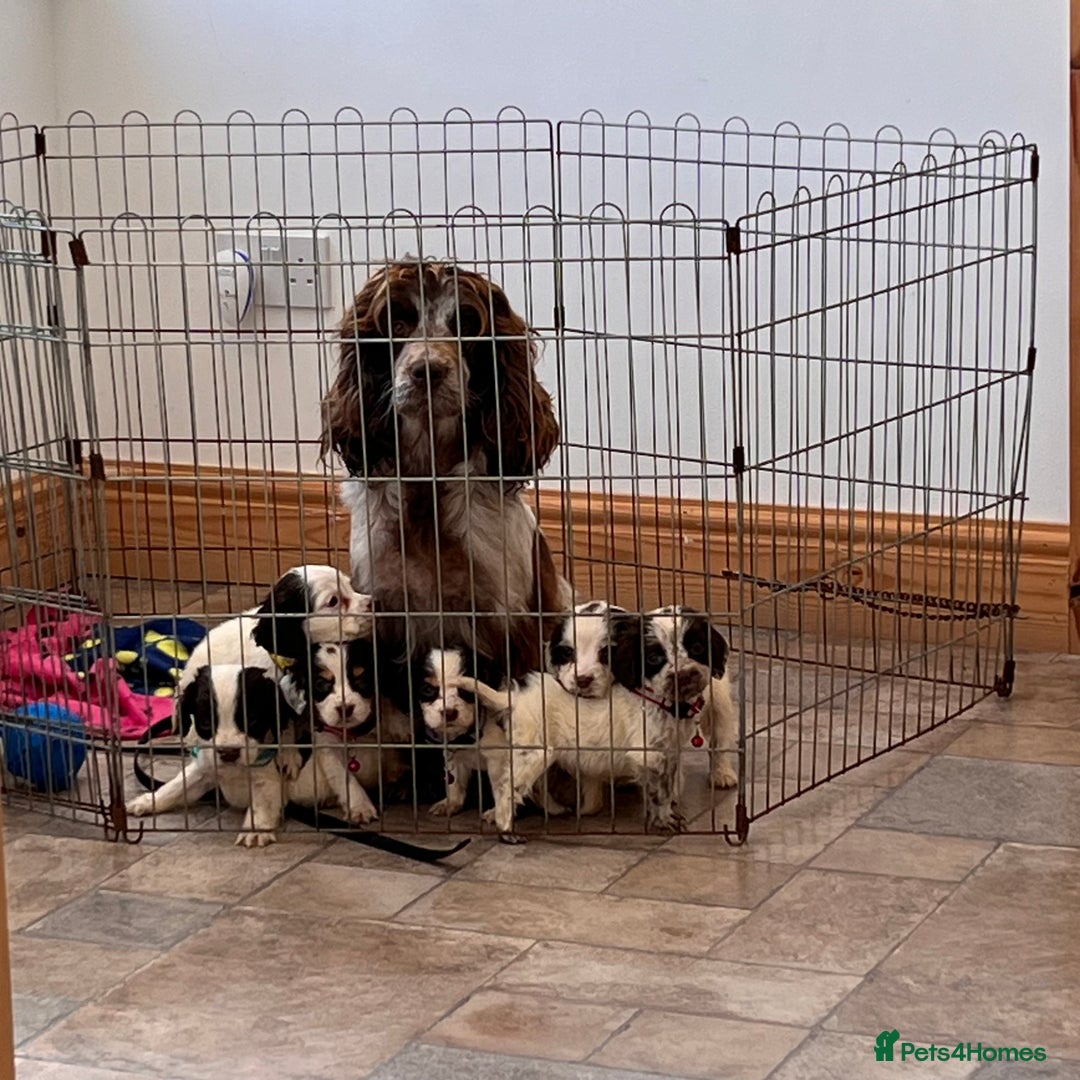 Cocker Spaniel dogs for sale: Cocker spaniel puppies - Image 3