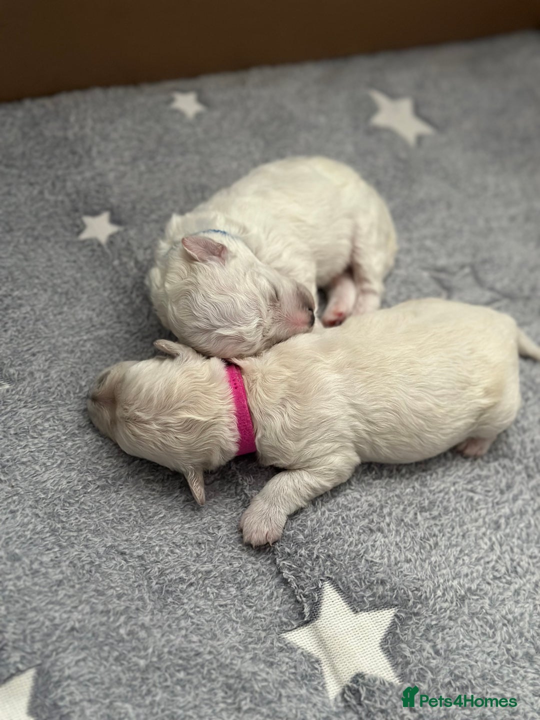 Bichon Frise dogs for sale: ✨ Bichon Frisé Puppies from Champion Bloodlines ✨ - Advert 26