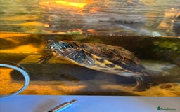 Turtle reptiles for sale: Turtles  - Image 2