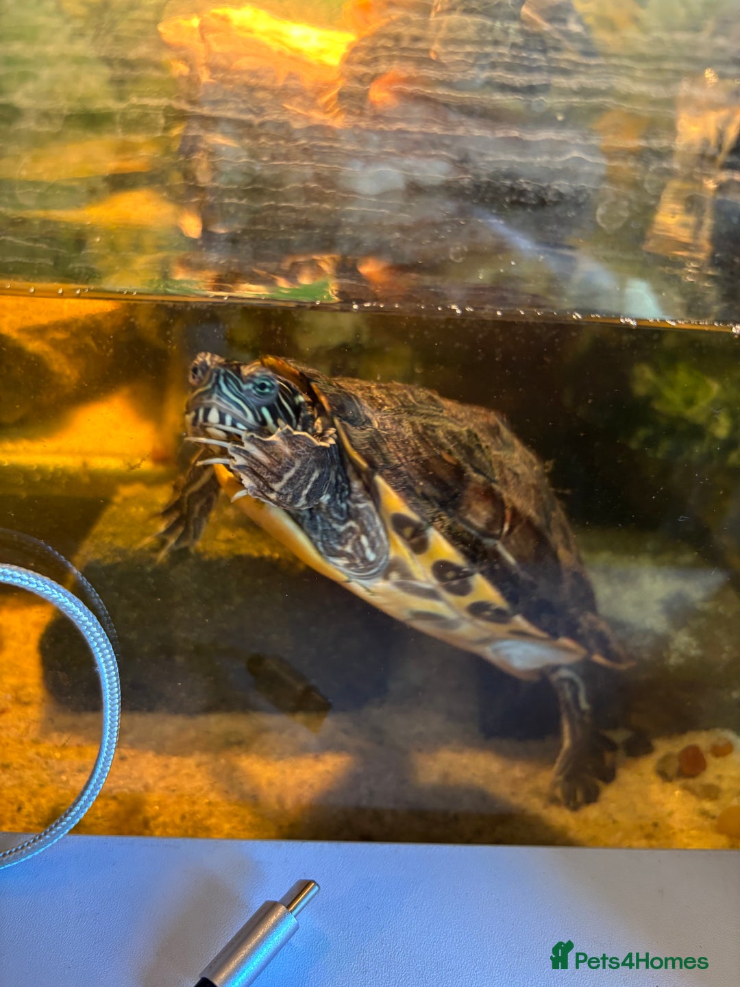 Turtle reptiles for sale: Turtles  - Image 2