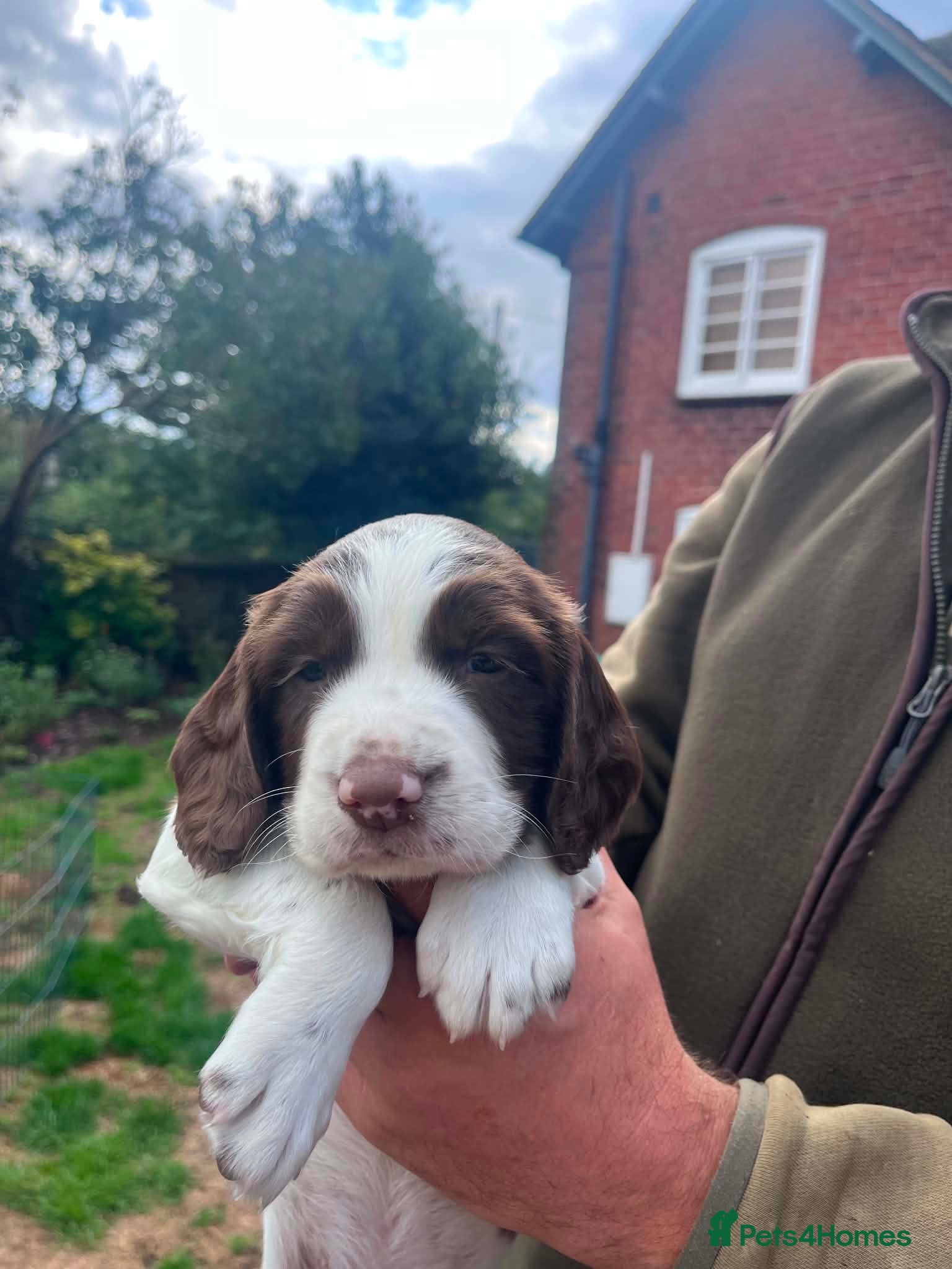 English Springer Spaniel dogs Last little man left! - Advert 8