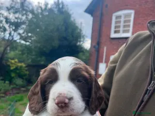 English Springer Spaniel dogs Last little man left! - Advert 8