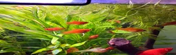Platies fish for sale: Tropical Fish–Platty, Blue Cichlids, Swordtails - Advert 5