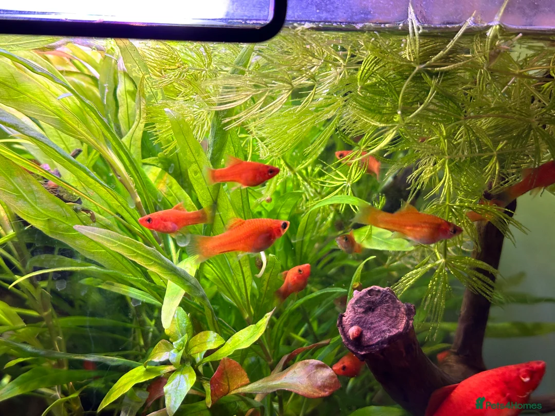 Platies fish for sale: Tropical Fish–Platty, Blue Cichlids, Swordtails - Advert 5
