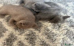 British Shorthair cats for sale: Beautiful British short hair kittens  in Manchester - Image 29