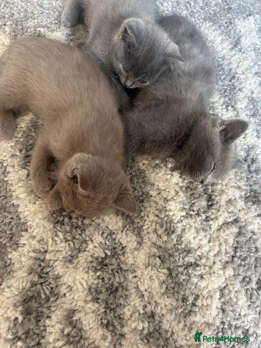 British Shorthair cats for sale: Beautiful British short hair kittens  in Manchester - Image 29