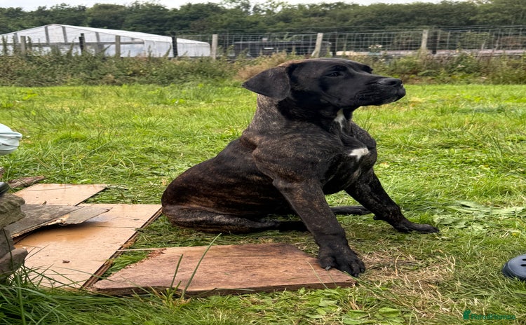 Presa Canario dogs in Accrington - Advert 4