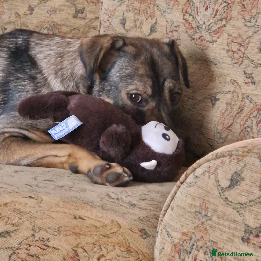 Mixed Breed dogs for adoption: Lovely Lorena  - Image 3
