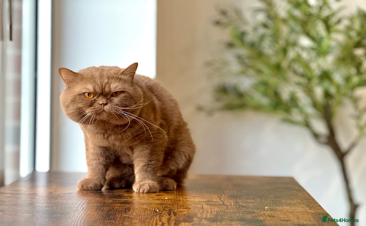 British Shorthair cats - Advert 9