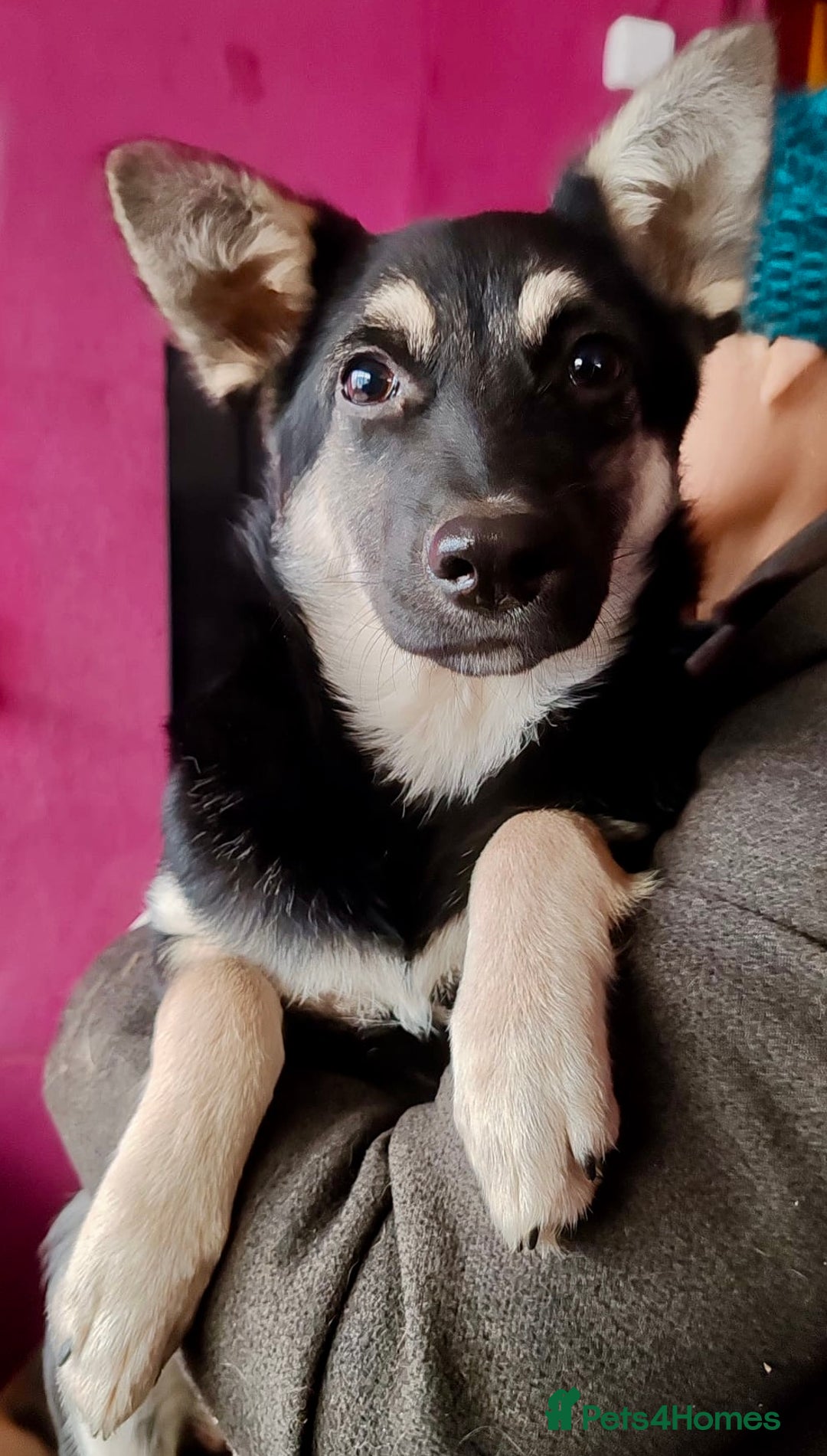 German Shepherd dogs for adoption: Luna – Left to Freeze, But Still Held On - Image 4