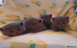 British Shorthair cats for sale: Little british shorthair kittens  - Image 9
