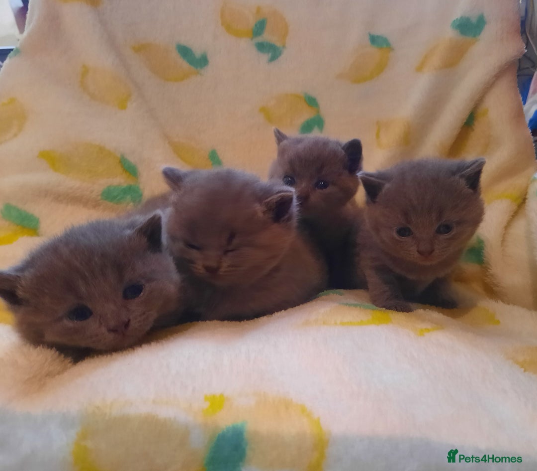 British Shorthair cats for sale: Little british shorthair kittens  - Image 9