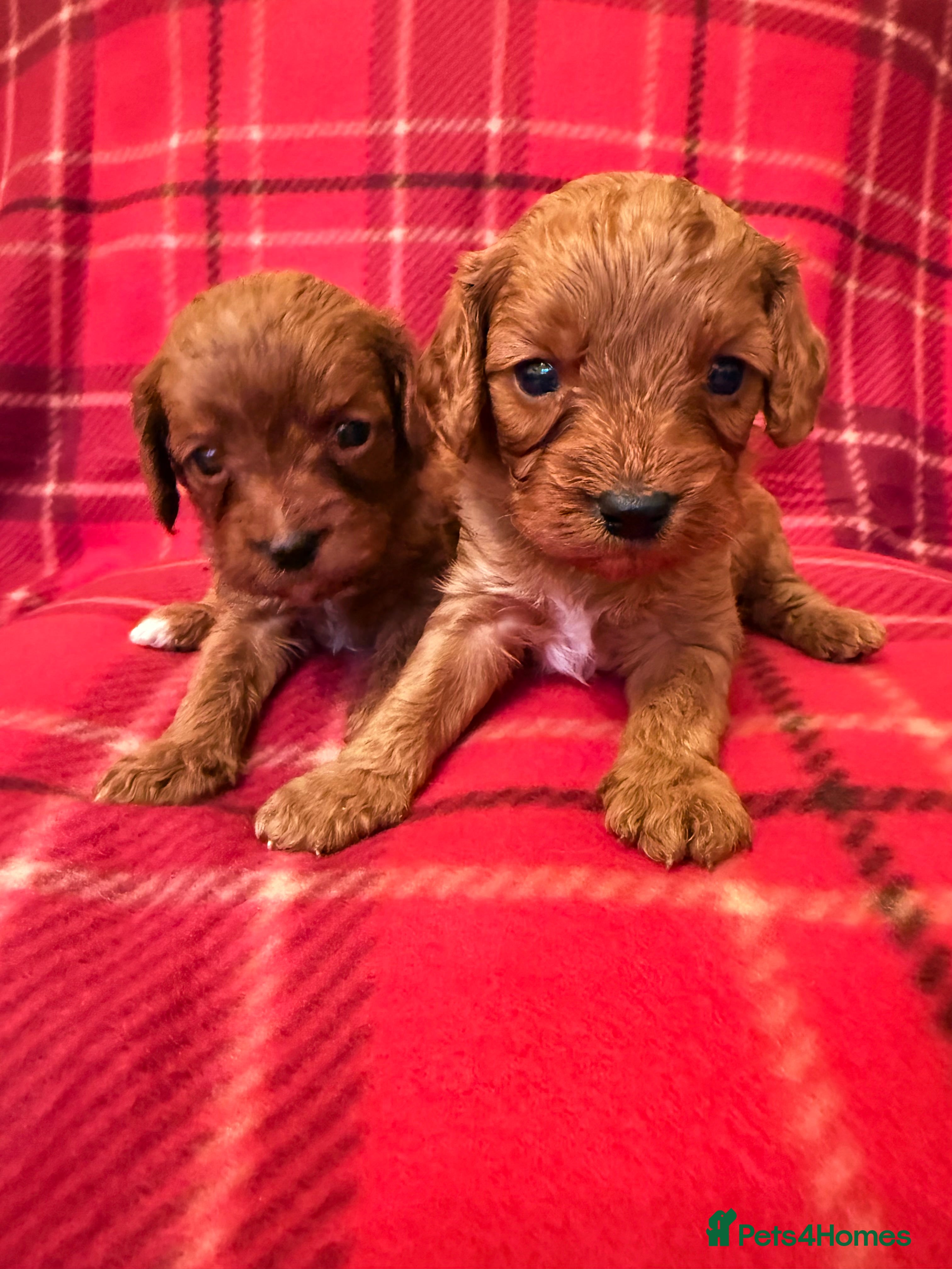 Cavapoo dogs *Stunning Ruby Red F1 Cavapoo Puppies For Sale* - Advert 14