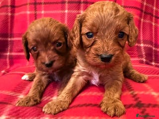 Cavapoo dogs *Stunning Ruby Red F1 Cavapoo Puppies For Sale* - Advert 17