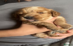 Cockapoo dogs for sale: Beautiful cockapoo baby's  - Image 12