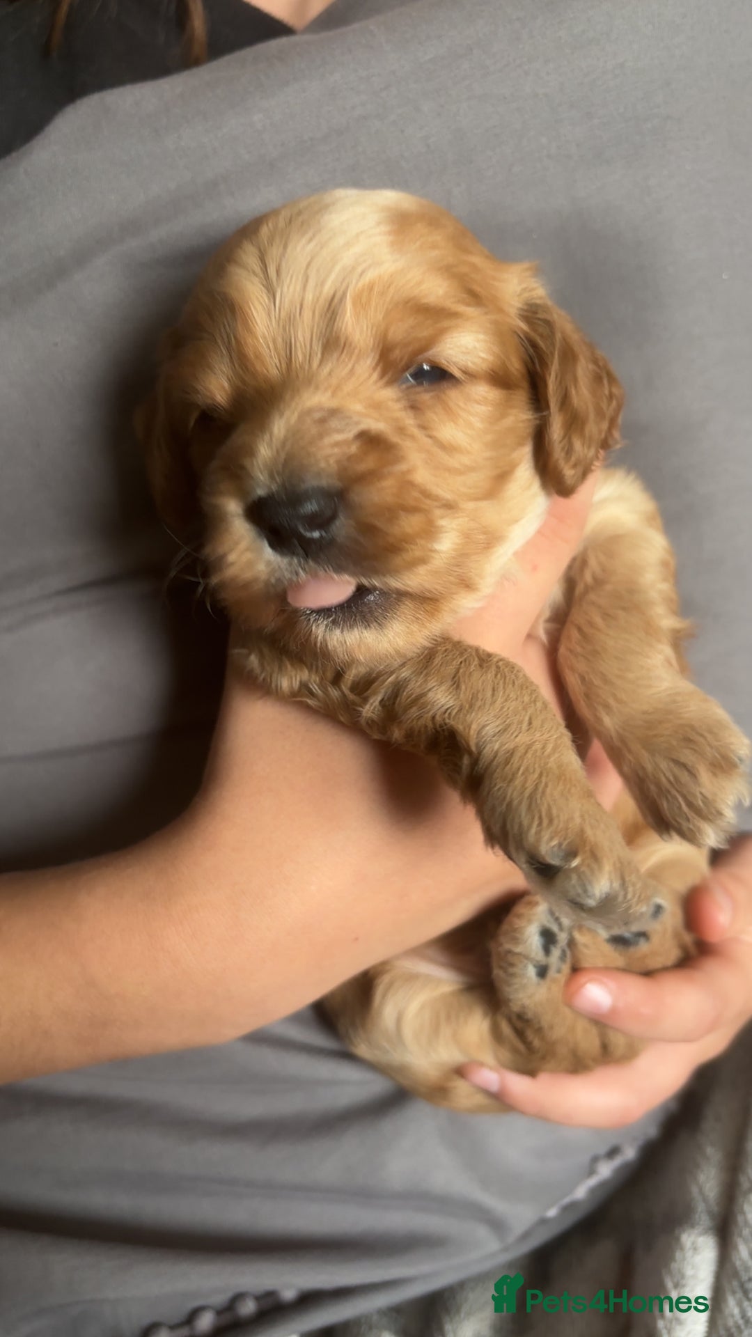 Cockapoo dogs for sale: Beautiful cockapoo baby's  - Image 12
