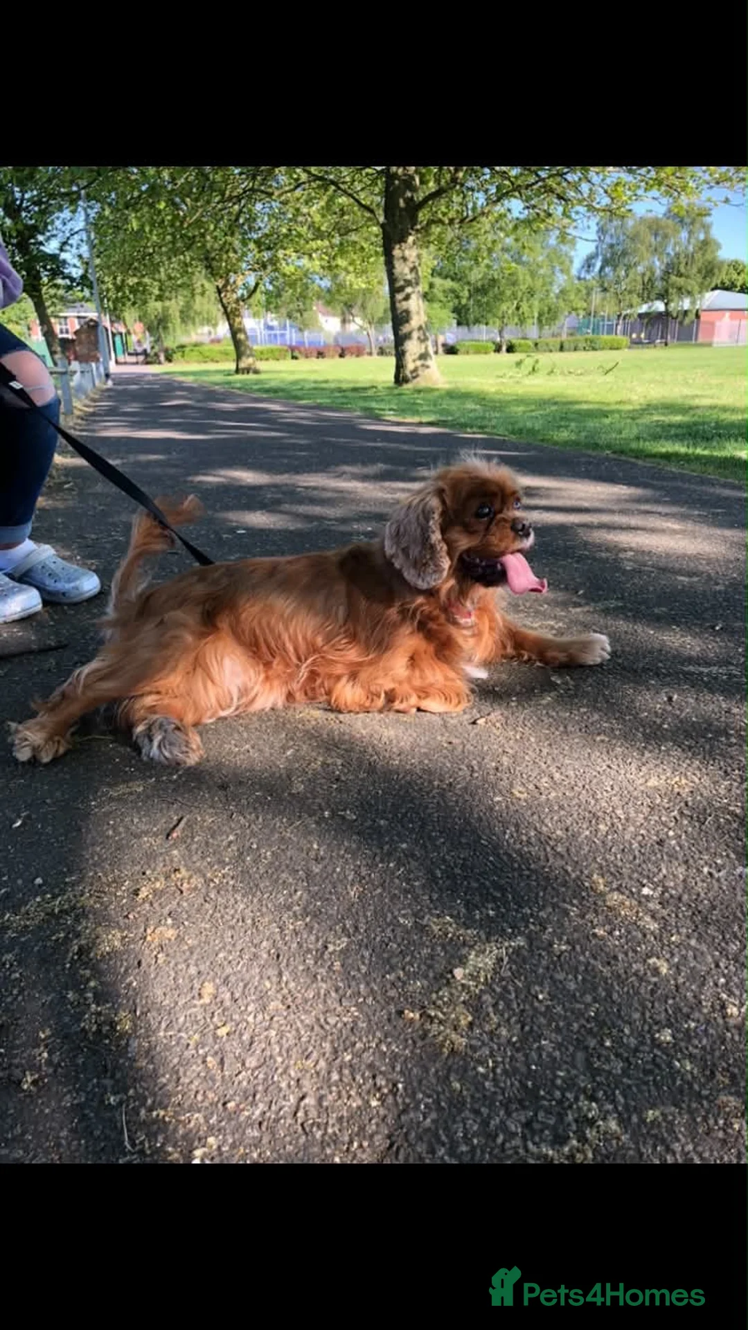 Cavalier King Charles Spaniel dogs for sale: Beautiful fox red cavapoo puppies  in Walsall - Advert 2