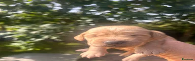 Cockerdor Puppy 7