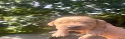Cockerdor dogs for sale: Cockerdor puppy  - Advert 4