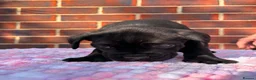Cane Corso dogs for sale: 8 beautiful cane corso puppies  - Advert 5
