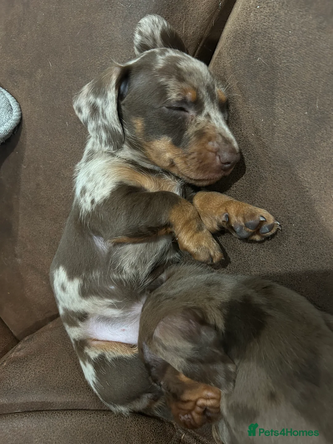 Miniature Dachshund dogs for sale: 1 little girl, miniature dapple dachshund in Rotherham - Advert 2