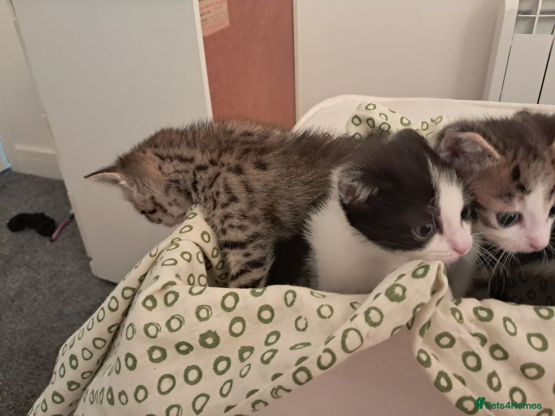 Mixed Breed cats for sale: Kittens  - Image 2
