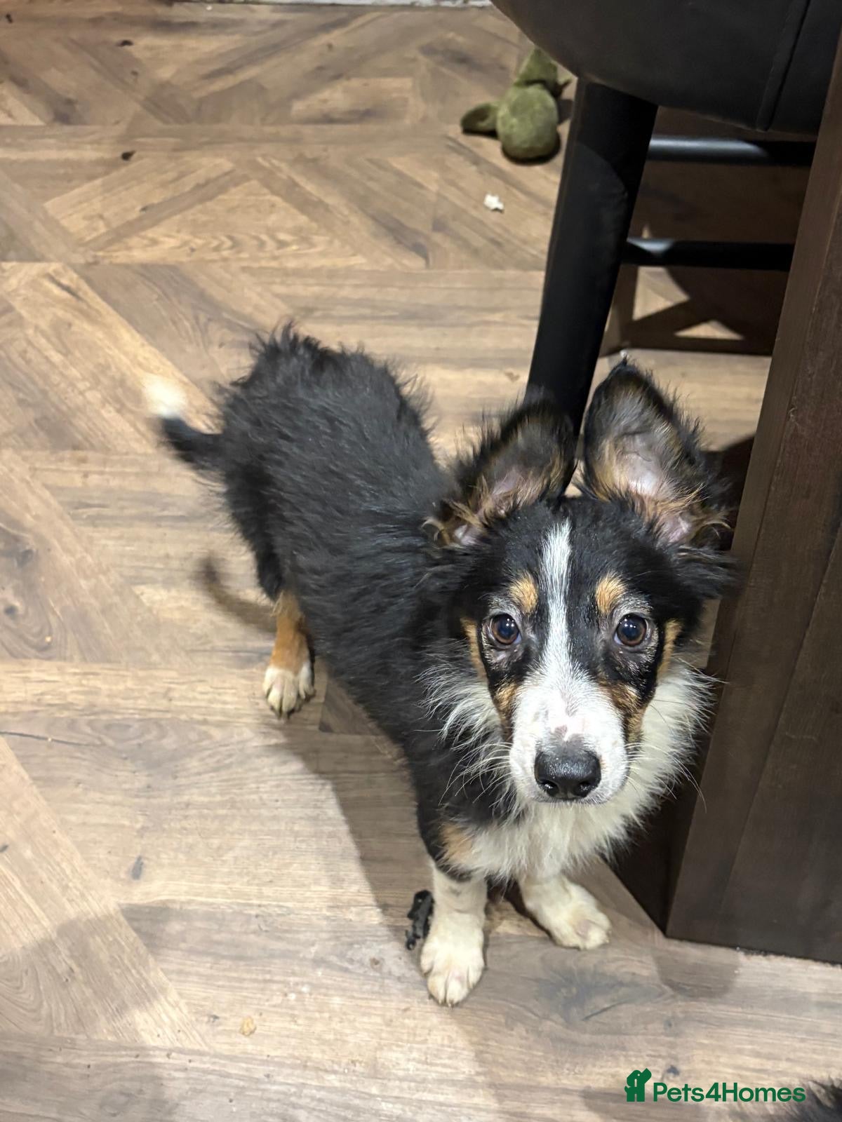 Border Collie dogs (1 female left) 6 tri Border Collie puppies - Advert 13