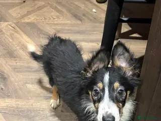 Border Collie dogs (1 female left) 6 tri Border Collie puppies - Advert 13