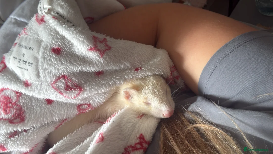 Ferret rodents for sale: Male ferret  - Advert 1