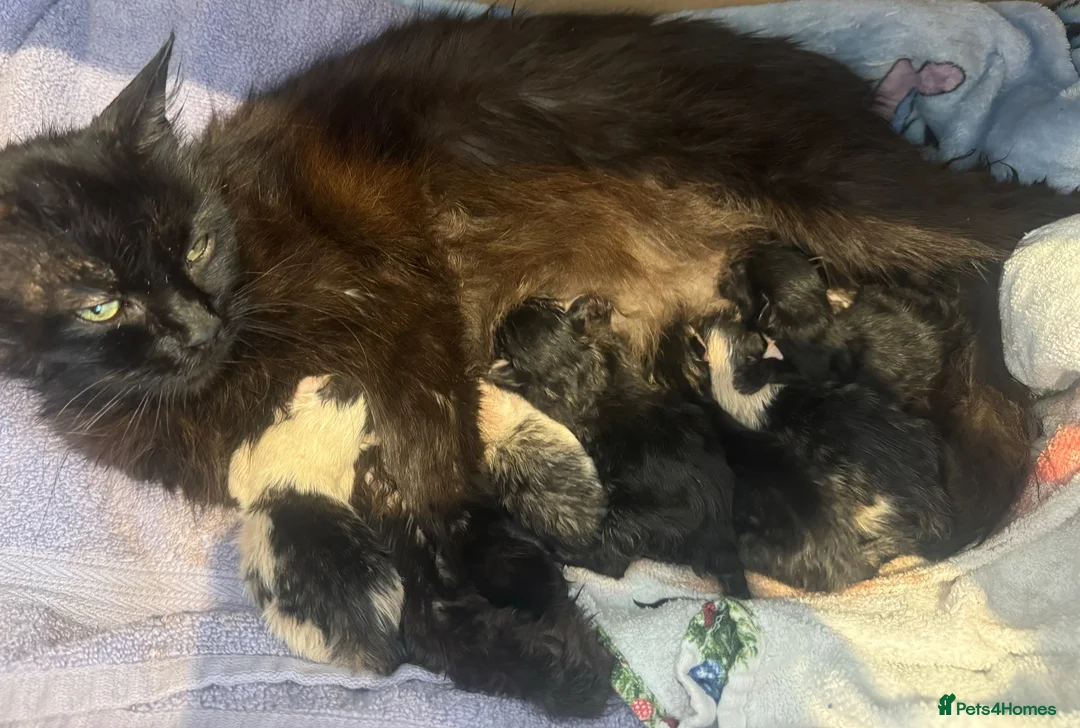 British Shorthair cats for sale: 🐾 Beautiful British Shorthair Kitten 🐾 in Leyland - Advert 16