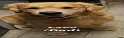 Golden Retriever dogs for sale: Golden Retriever pups looking for forever homes  - Advert 14