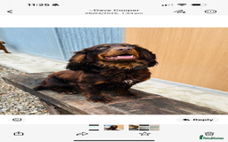 Cocker Spaniel dogs for sale: Working cocker spaniels  - Image 16