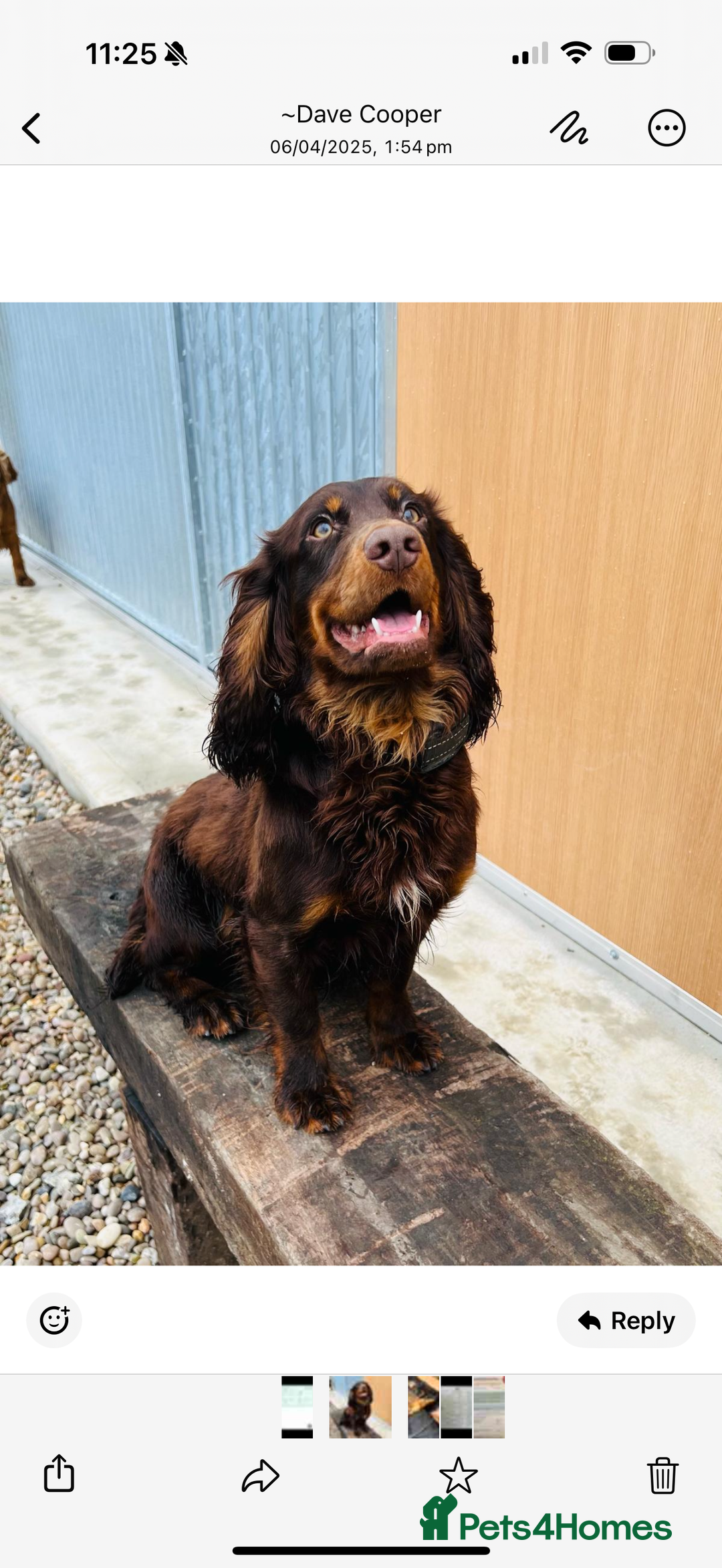 Cocker Spaniel dogs for sale: Working cocker spaniels  - Image 16