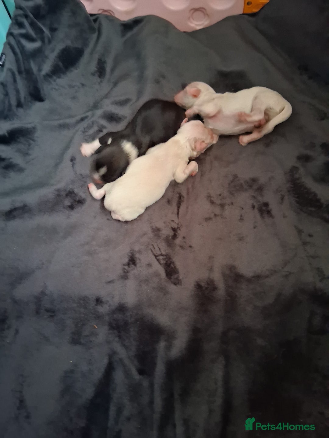 Chinese Crested dogs for sale: KC registered Male puppy  - Advert 4