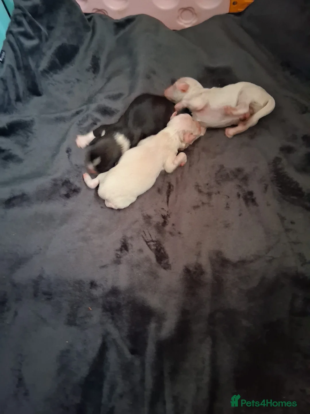 Chinese Crested dogs for sale: KC registered Male puppy  - Advert 7