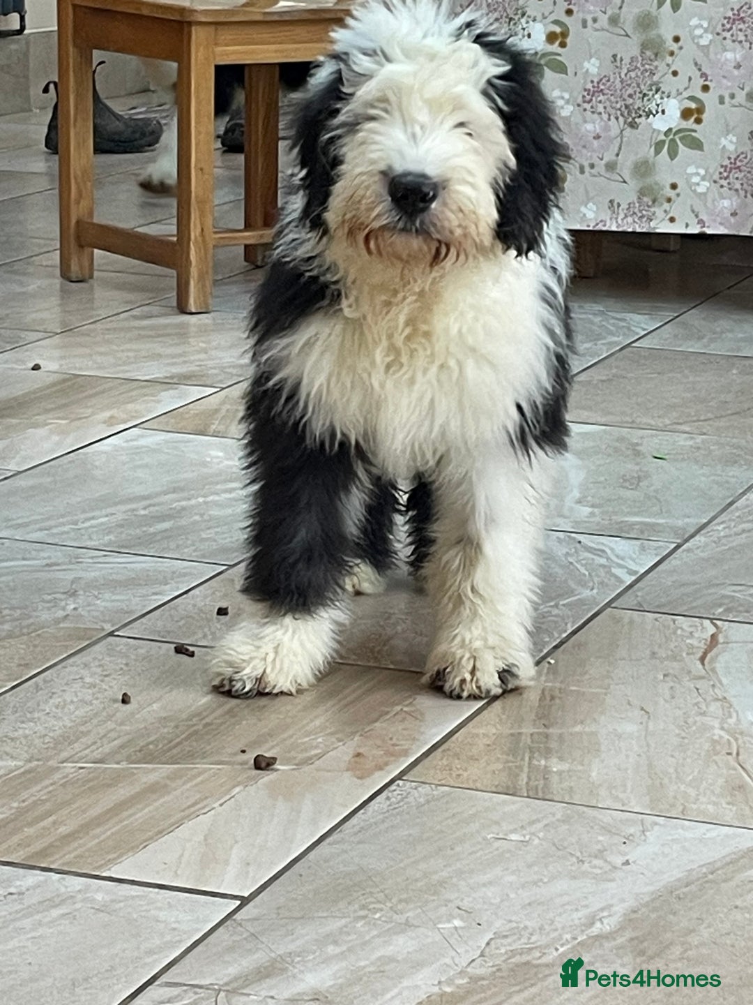 Old English Sheepdog dogs for sale: Old English sheep dogs kc  - Advert 7
