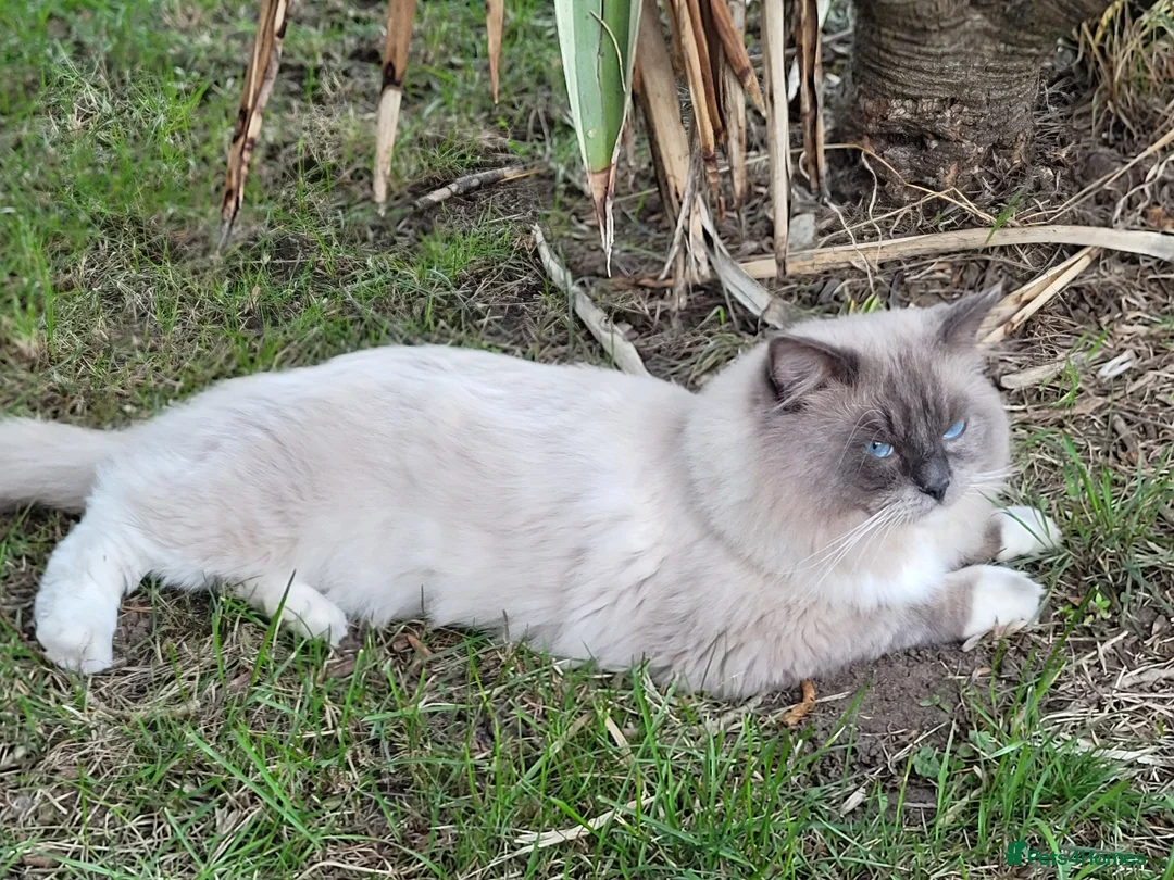 Ragdoll cats for stud: GCCF registered RAGDOLL STUD in Slough - Advert 4