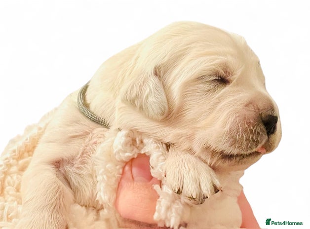 Golden Retriever dogs Champion lines~ Old English Cream~ DNA tested - Advert 1