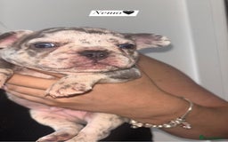 French Bulldog dogs for sale: Frenchie pups - Image 4