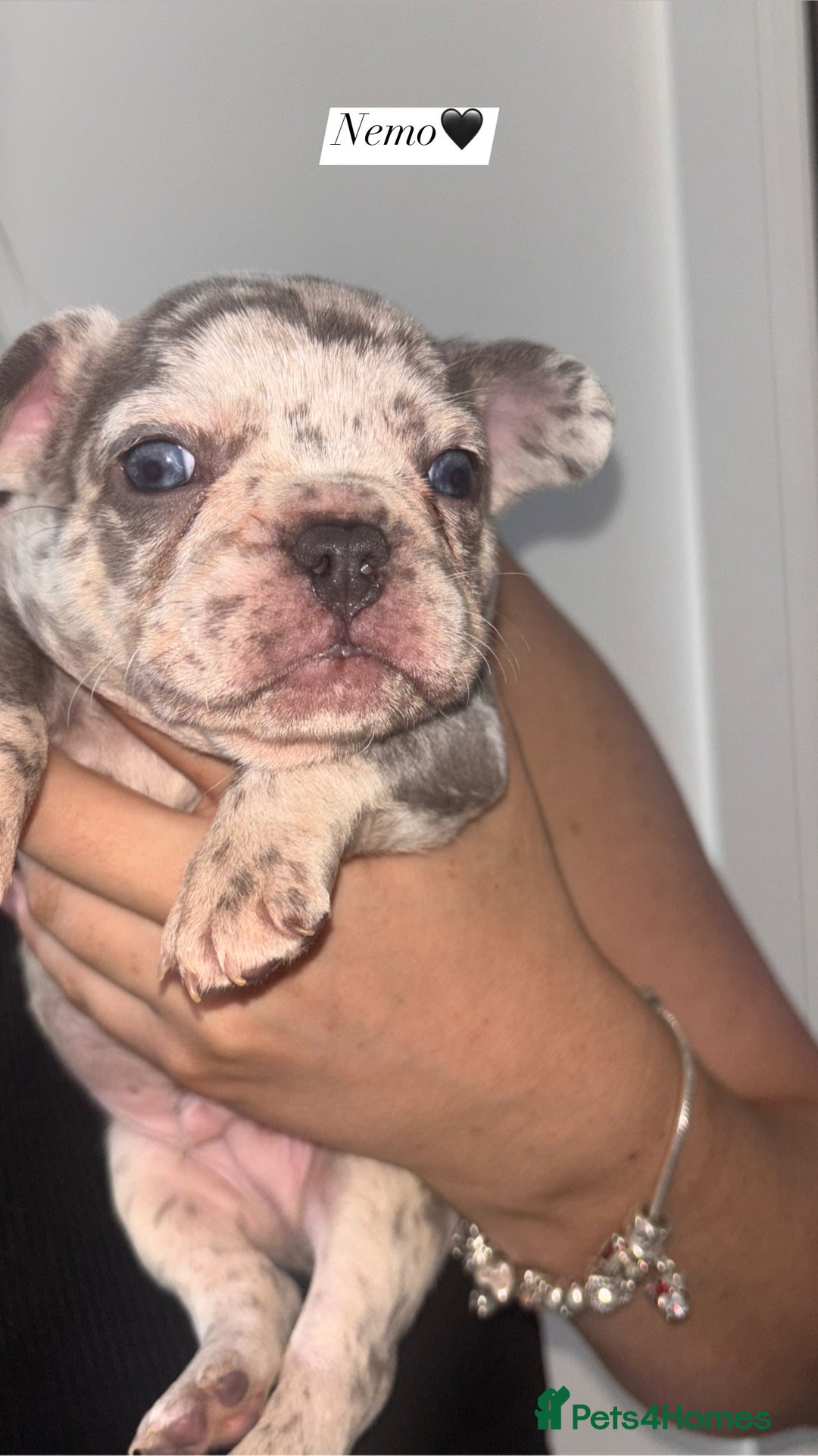 French Bulldog dogs for sale: Frenchie pups - Image 4