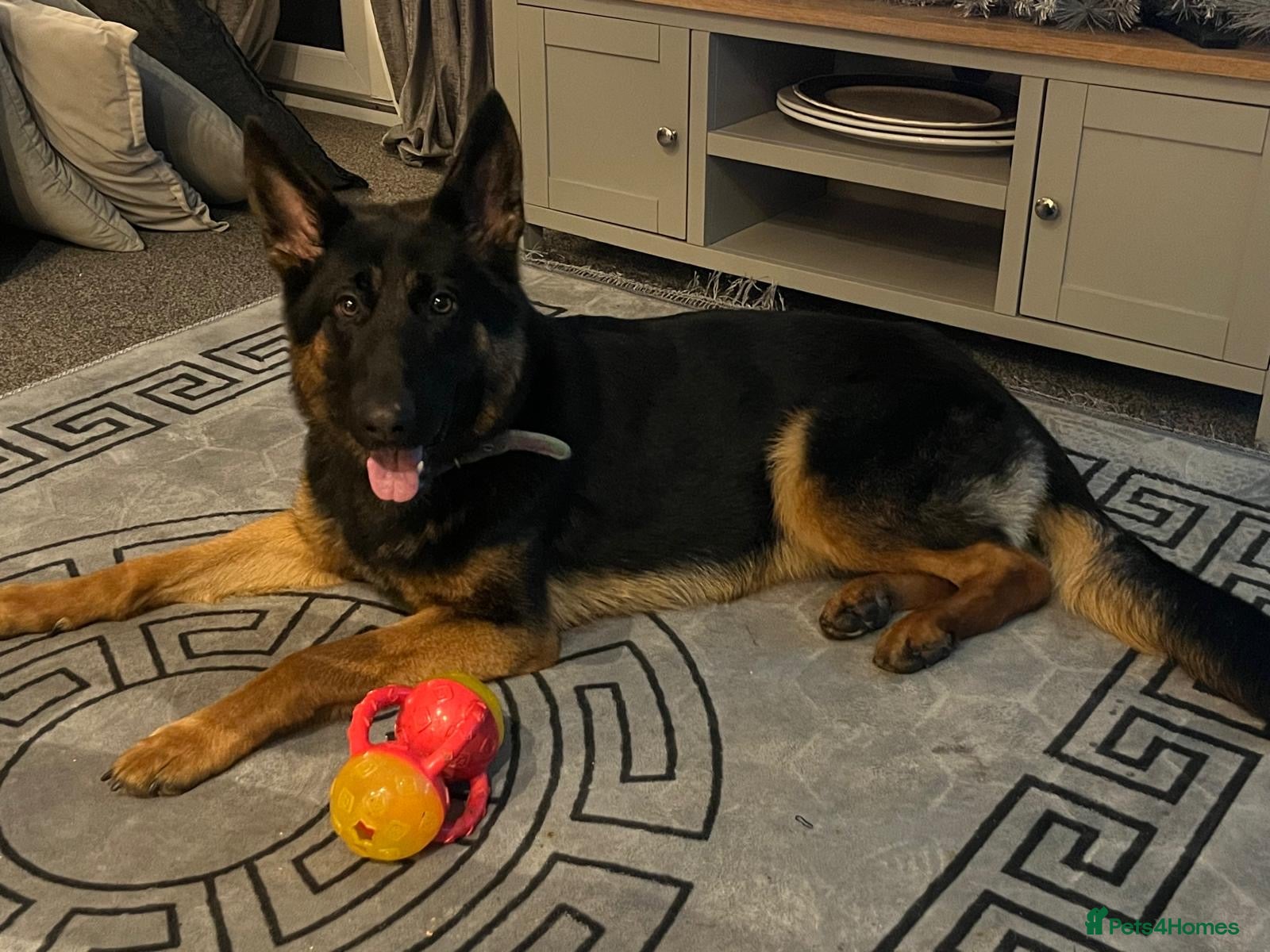 German Shepherd dogs  14 month old German shepherd  - Advert 1