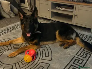 German Shepherd dogs 14 month old German shepherd - Advert 14