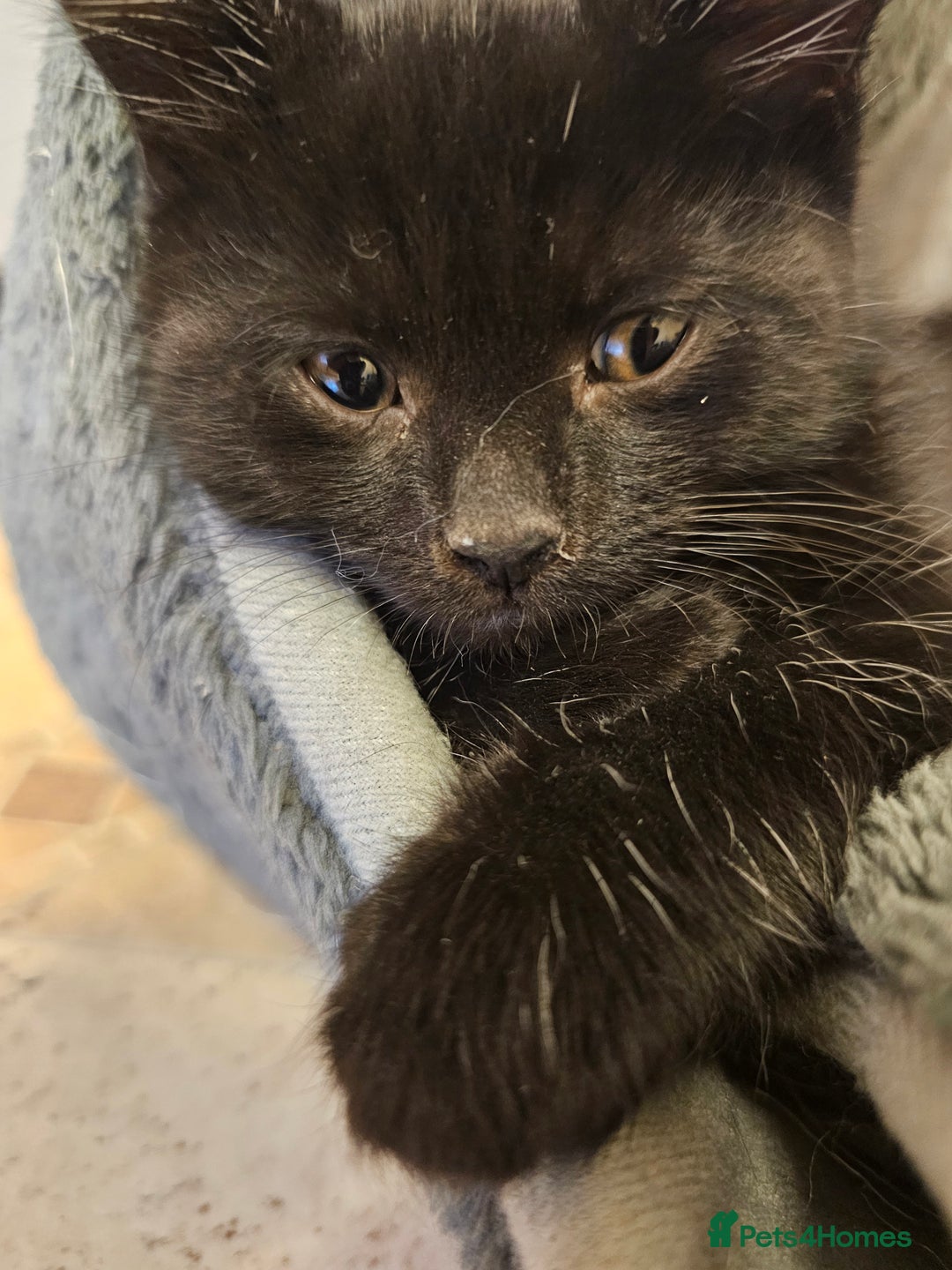 Mixed Breed cats for sale: 3 playful kittens  - Image 4