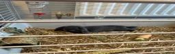 Mini Lop rabbits for sale: 2 Female mini lob rabbits - Advert 4
